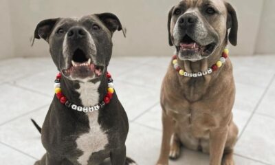 Patrick and Brittany Mahomes’ dogs sport Chiefs friendship bracelets as collars