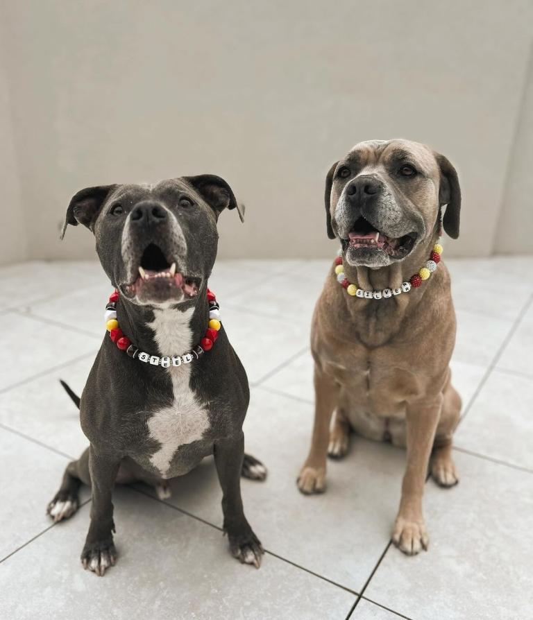 Patrick and Brittany Mahomes’ dogs sport Chiefs friendship bracelets as collars